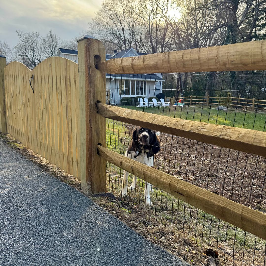 A dog standing safely behind a rustic wooden split-rail fence reinforced with wire mesh next to a privacy gate, overlooking a green backyard in Maryland.